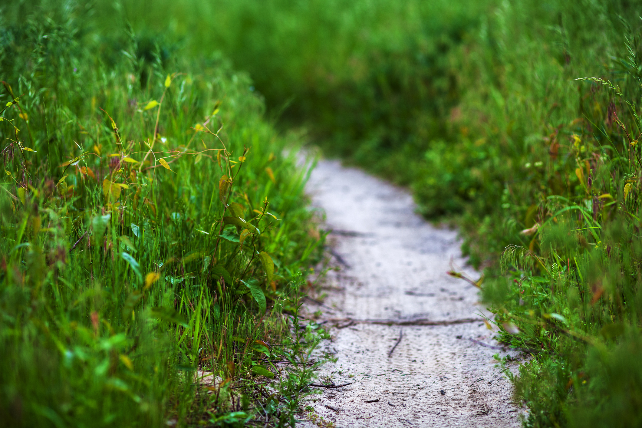 Mountain bike and jogging dirt trail winding through an open field of lush green grass and flowers."n Photographer Derek Broussard