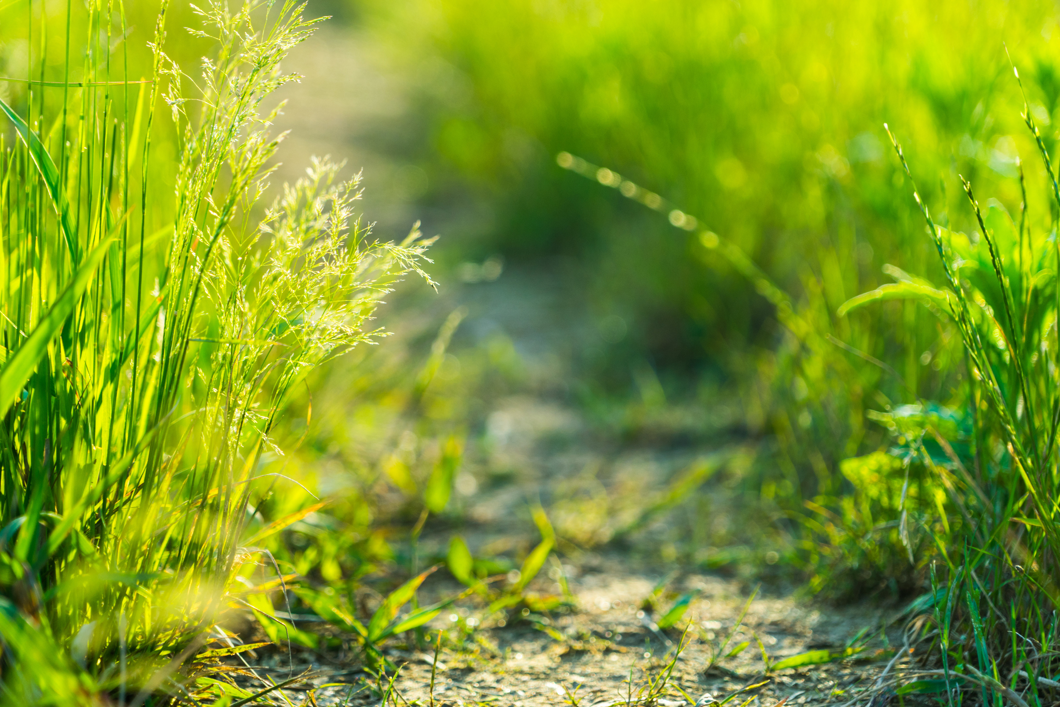 grass path